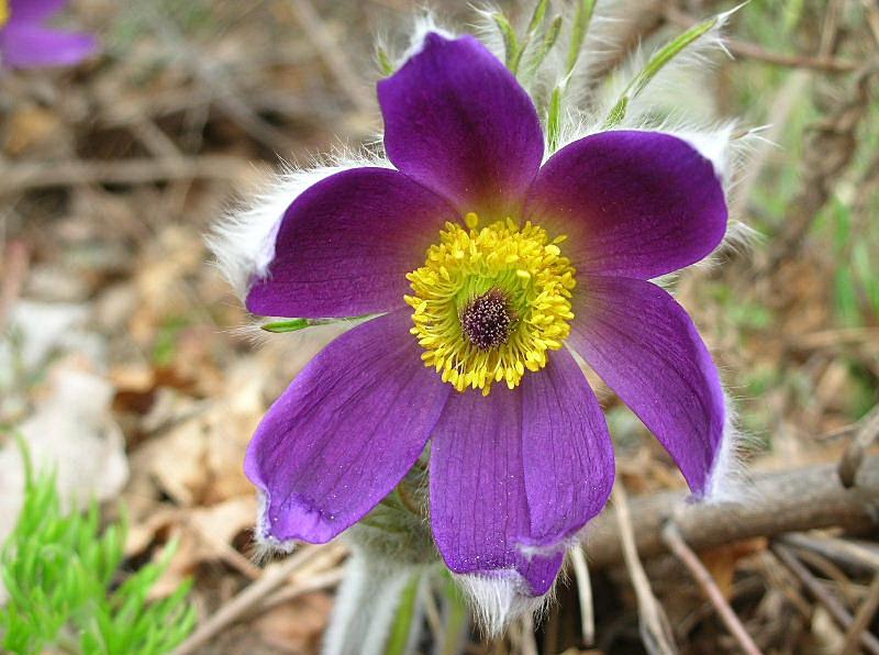 Pulsatilla montana / Pulsatilla comune